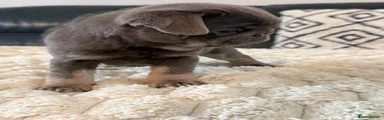 Lilac tan girl 