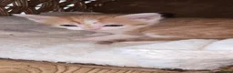 Mixed Breed cats for sale: 4 beautiful babies - Advert 15