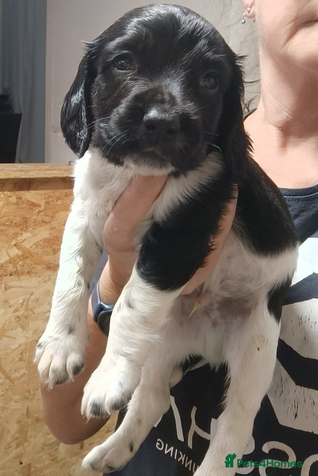 English Springer Spaniel dogs for sale: Working bred KC English Springer Spaniels puppies  - Image 38