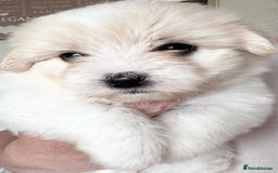 Coton De Tulear dogs for sale: Coton de Tulear puppies  - Image 19