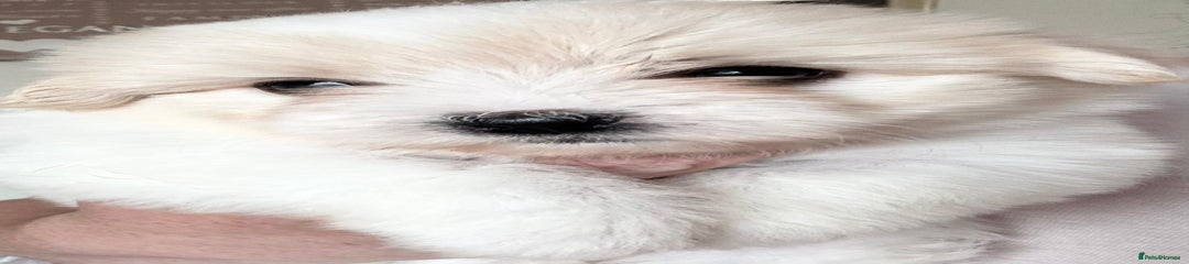 Coton De Tulear Puppy 5