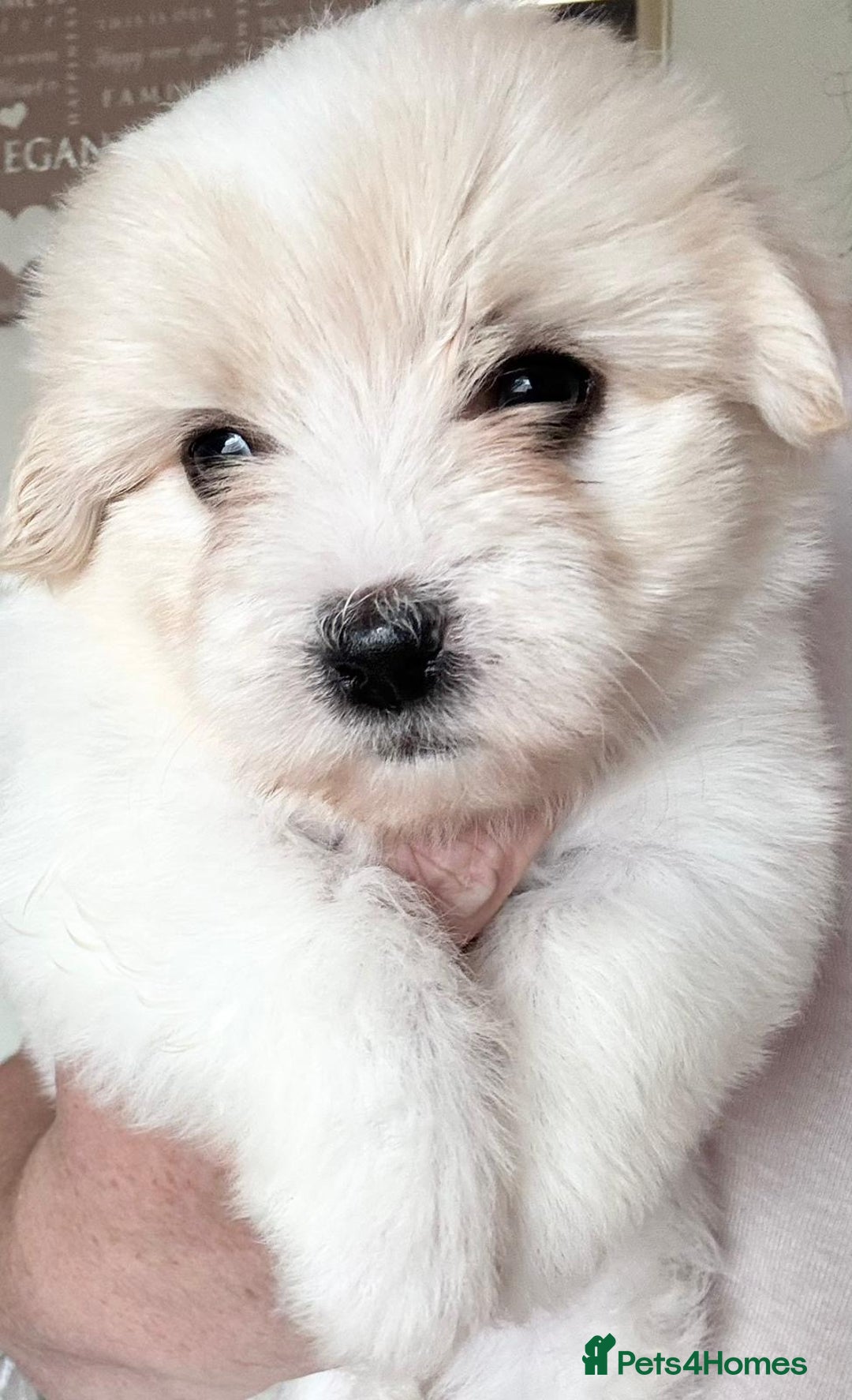 Coton De Tulear dogs for sale: Coton de Tulear puppies  - Image 19