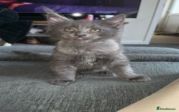 Maine Coon cats for sale: maine coon kittens  - Image 6