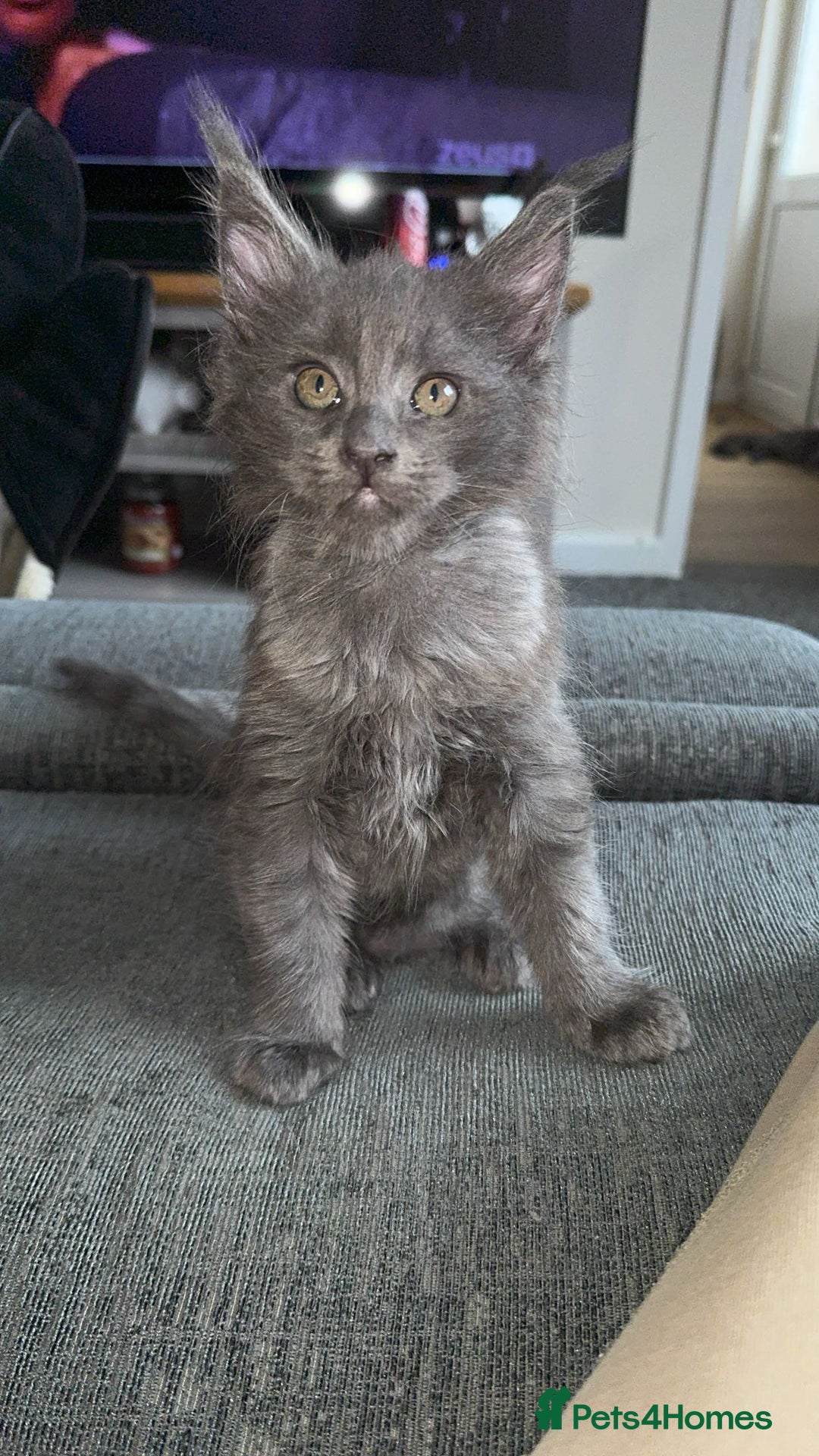 Maine Coon cats for sale: maine coon kittens  - Image 6
