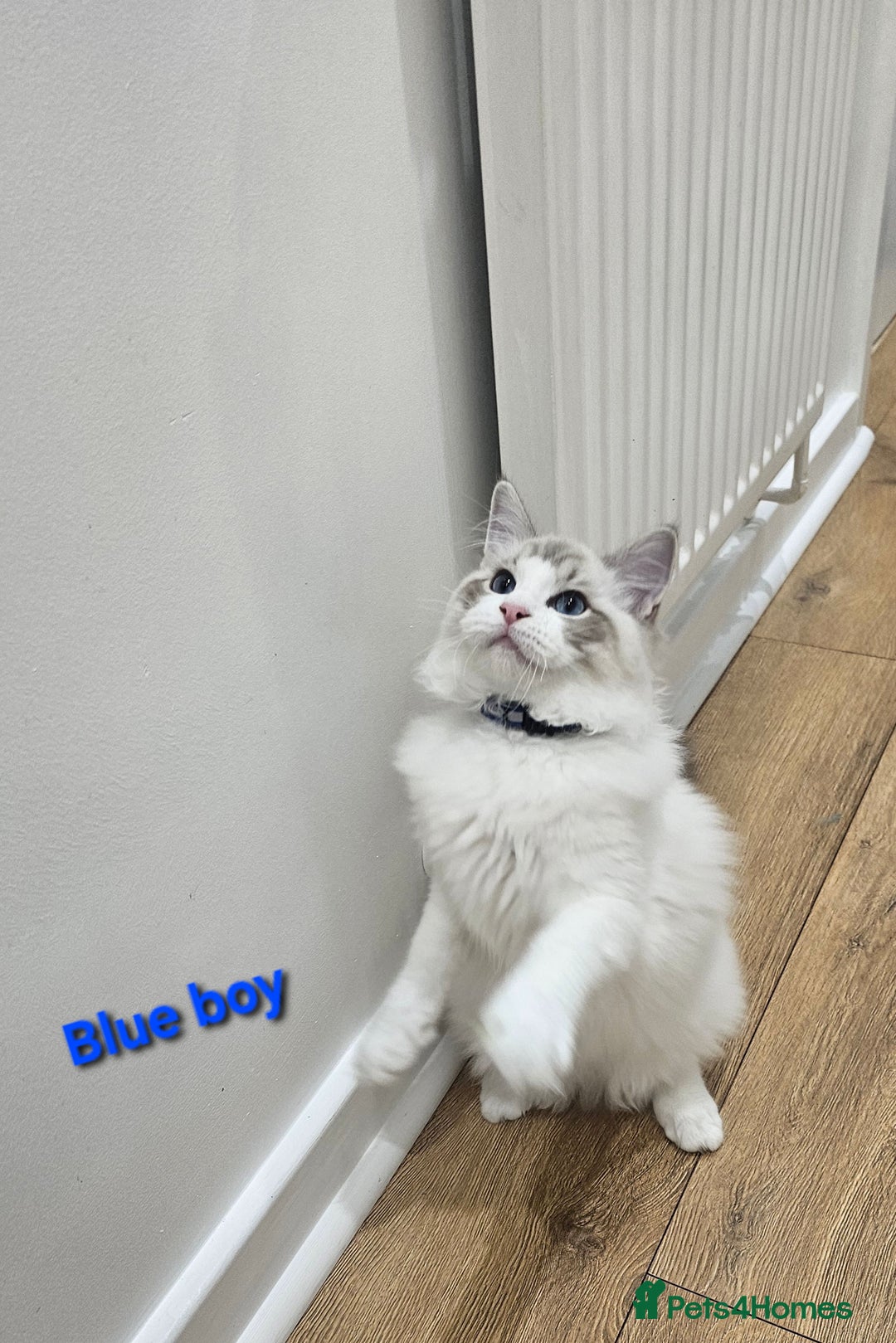 Ragdoll cats for sale: Pedegree Active Gccf 2 boys left  - Advert 12