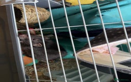 Rat rodents for sale: Male black and white rat  - Advert 3