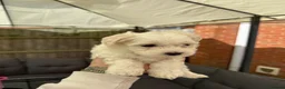 Maltese dogs for sale: Bichon Maltese puppies 🐶  in Northampton - Advert 8