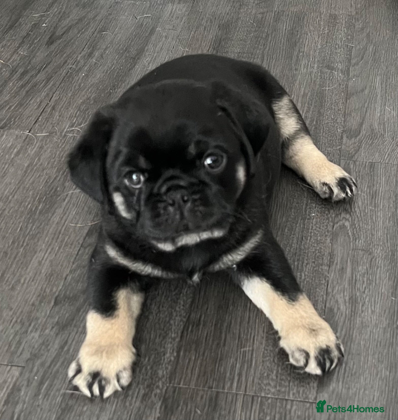 Pug dogs Fluffy teddy bear pugs husky markings KC Reg  - Advert 2