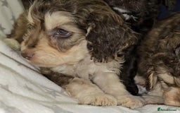 Cockapoo dogs for sale: 🐾 F1 Cockapoo Puppies – Ready Now! 🐾 - Image 8