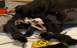 Great Dane dogs for sale: Highest health tested GD pups - Image 3