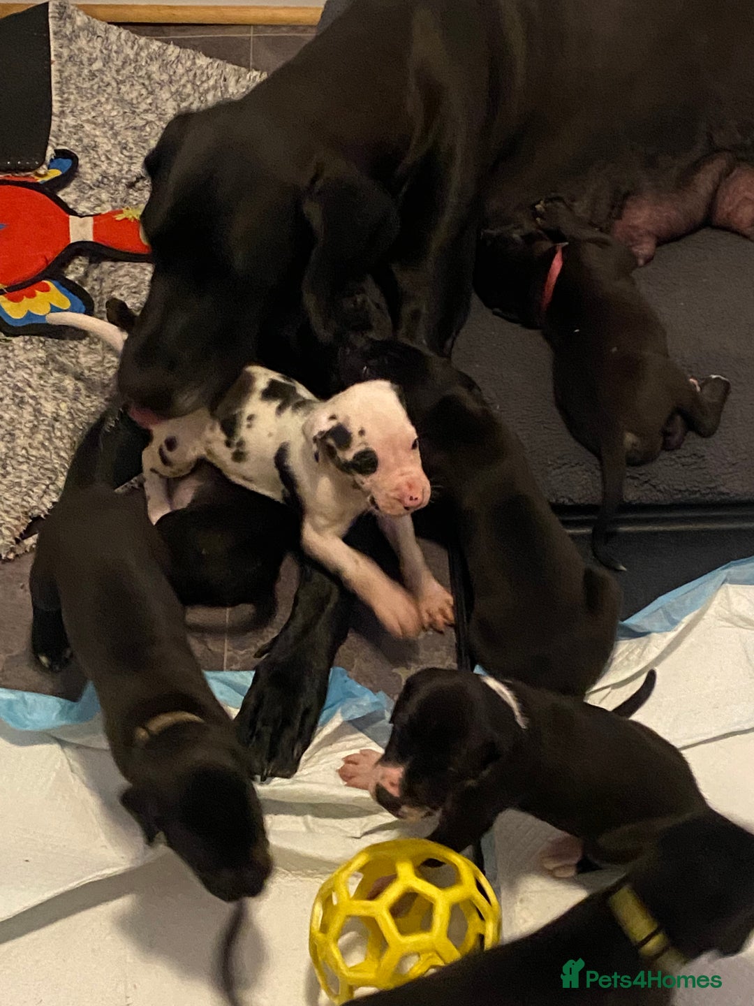 Great Dane dogs for sale: Highest health tested GD pups - Image 3