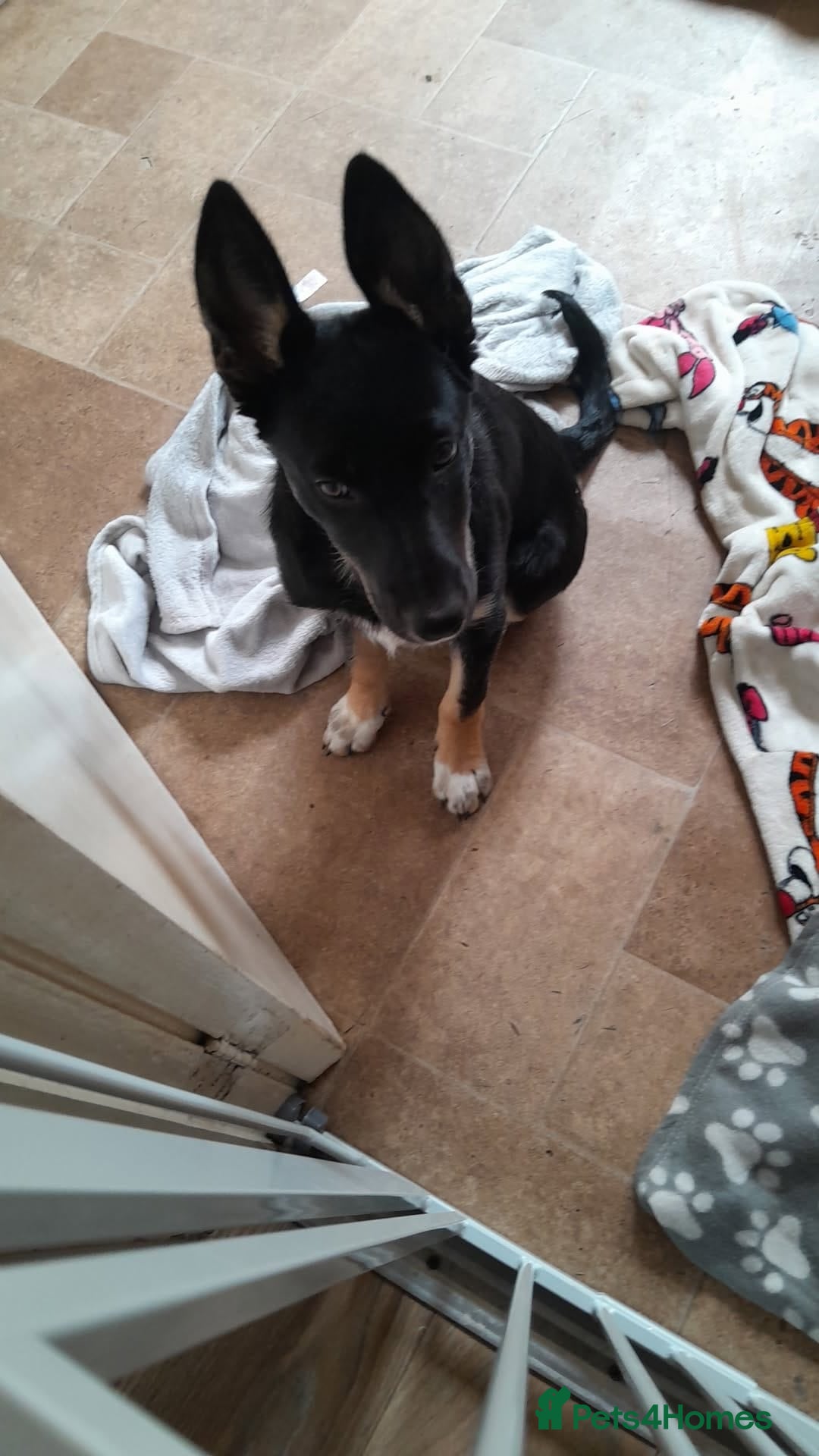 Mixed Breed dogs for sale: Mixed breed male puppy - Image 5