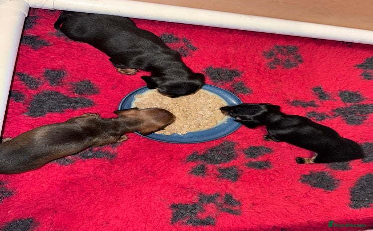 Miniature Dachshund dogs - Advert 1