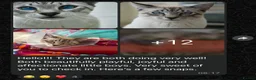 Siamese cats for sale: 1 Siamese Girl Kitten Left - Advert 9