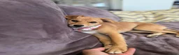 Mixed Breed dogs for adoption: Tranquil Trudie - Advert 8
