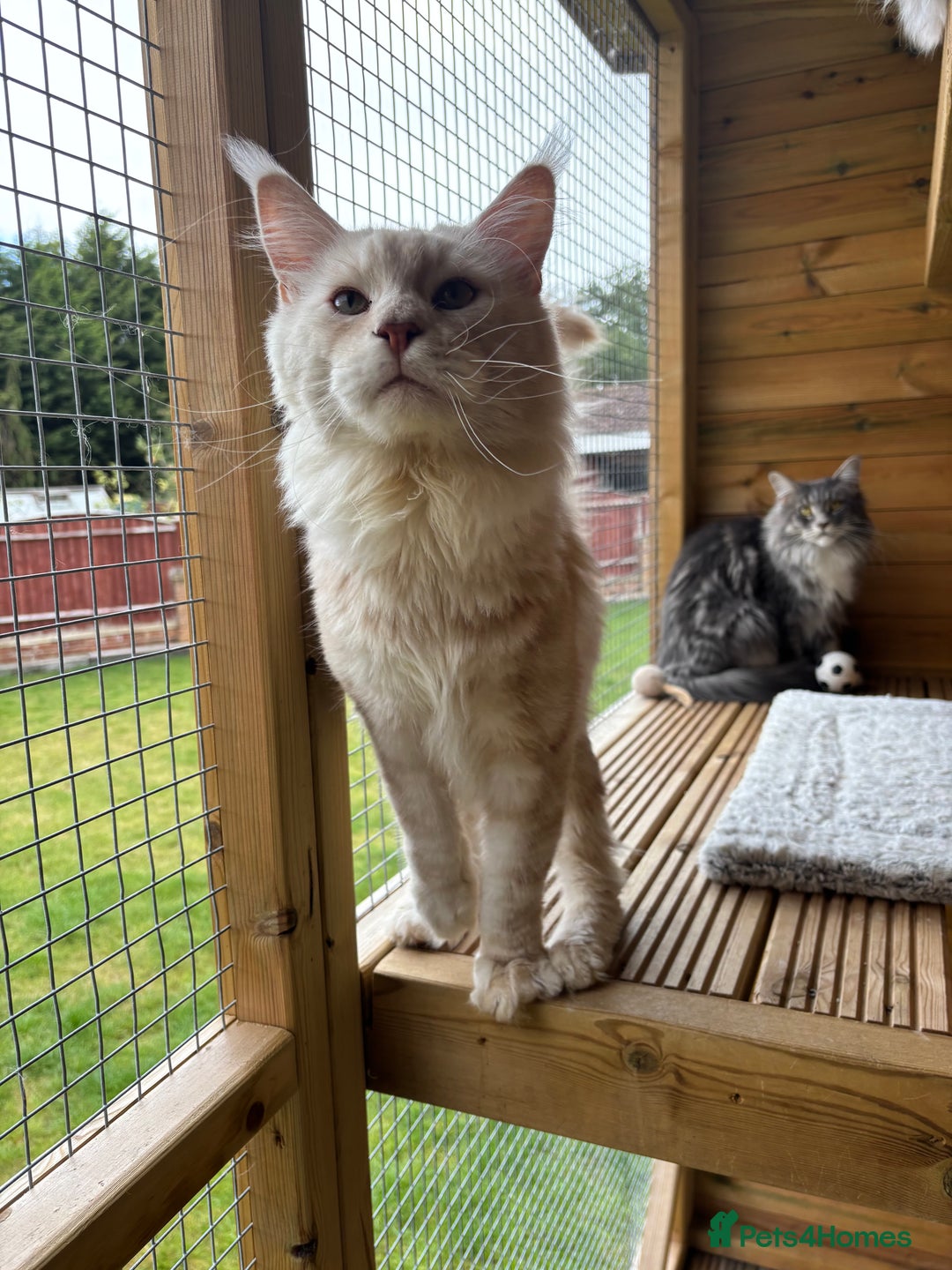 Maine Coon cats for stud: Stud Services - Red Silver DS22 TICA Maine Coon - Image 6