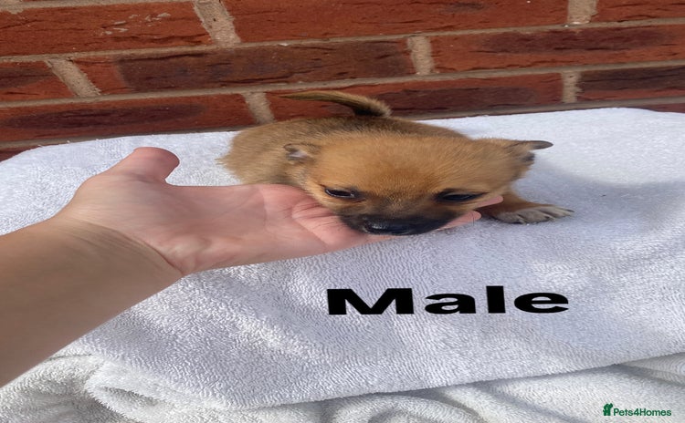 Mixed Breed dogs - Advert 2
