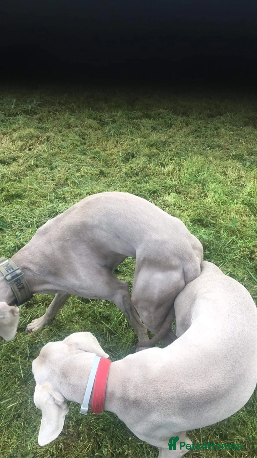 Weimaraner dogs for stud: beautiful Weimaraner super stud proven  in Durham - Advert 6