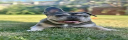 French Bulldog dogs for sale: 7 yr French Bulldog Looking for His Forever Home  - Advert 1