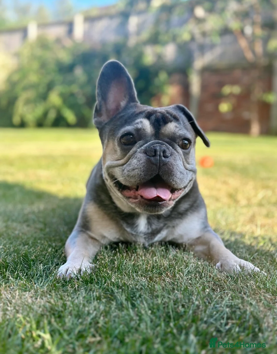 French Bulldog dogs for sale: 7 yr French Bulldog Looking for His Forever Home  - Advert 1