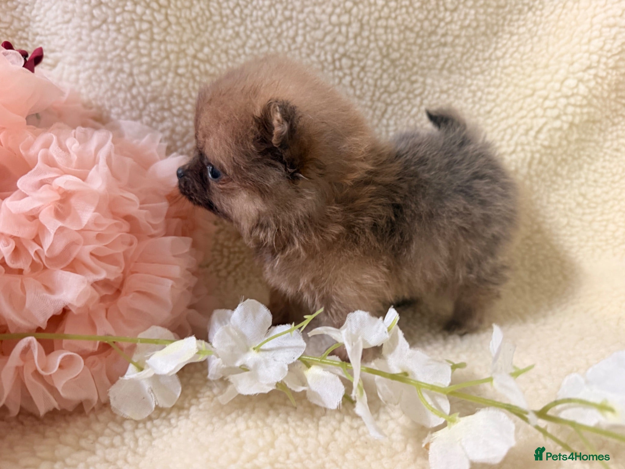 Pomeranian dogs Teddy bear Pomeranian  **  fluffy Poms  - Advert 3