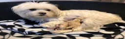 Maltipoo dogs for sale: Maltipoo puppies for sale  - Advert 2
