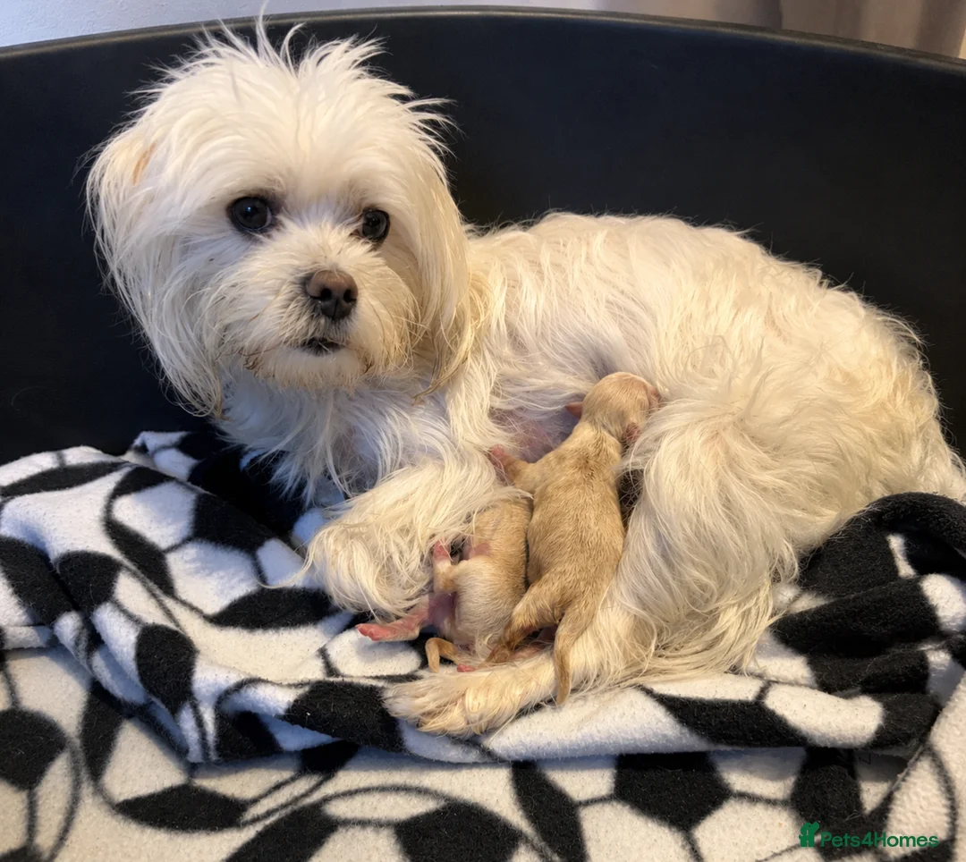 Maltipoo dogs for sale: Maltipoo puppies for sale  - Advert 2