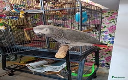 Parrots birds for sale: African Grey - Image 1