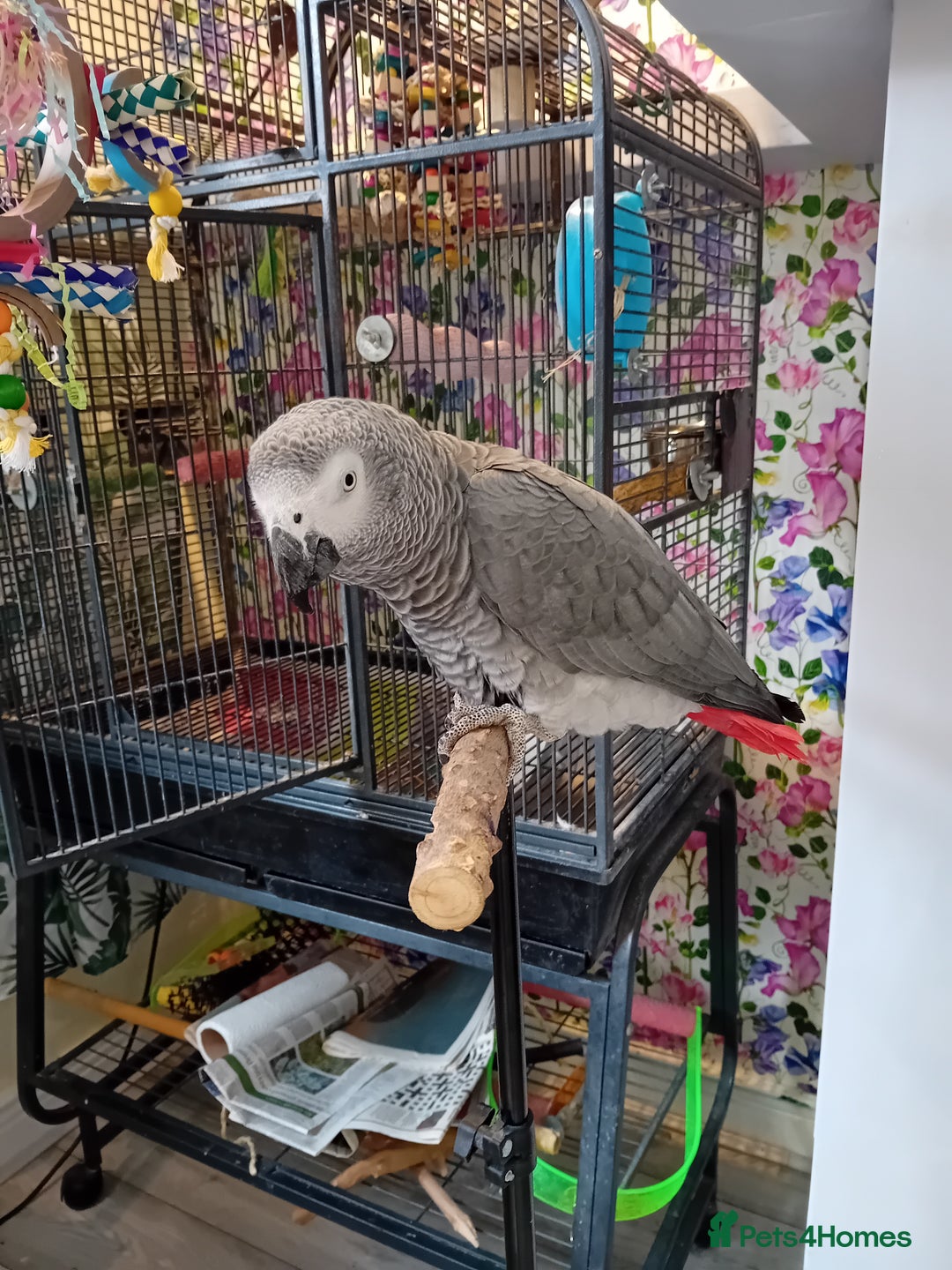 Parrots birds for sale: African Grey - Image 1