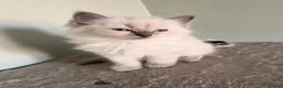 Ragdoll cats for sale: Beautiful Blue-Eyed Ragdoll Kittens - Advert 11