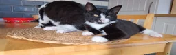 Mixed Breed cats for sale: 4 tuxedo black/white cuties looking for a home - Advert 20