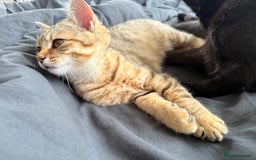 British Shorthair cats for sale: Stunning BSH chinchilla kittens 15 weeks old  - Image 12