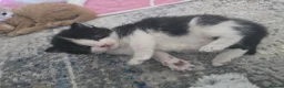 Mixed Breed cats for sale: 3 cute playful kittens available  in Birmingham - Advert 7