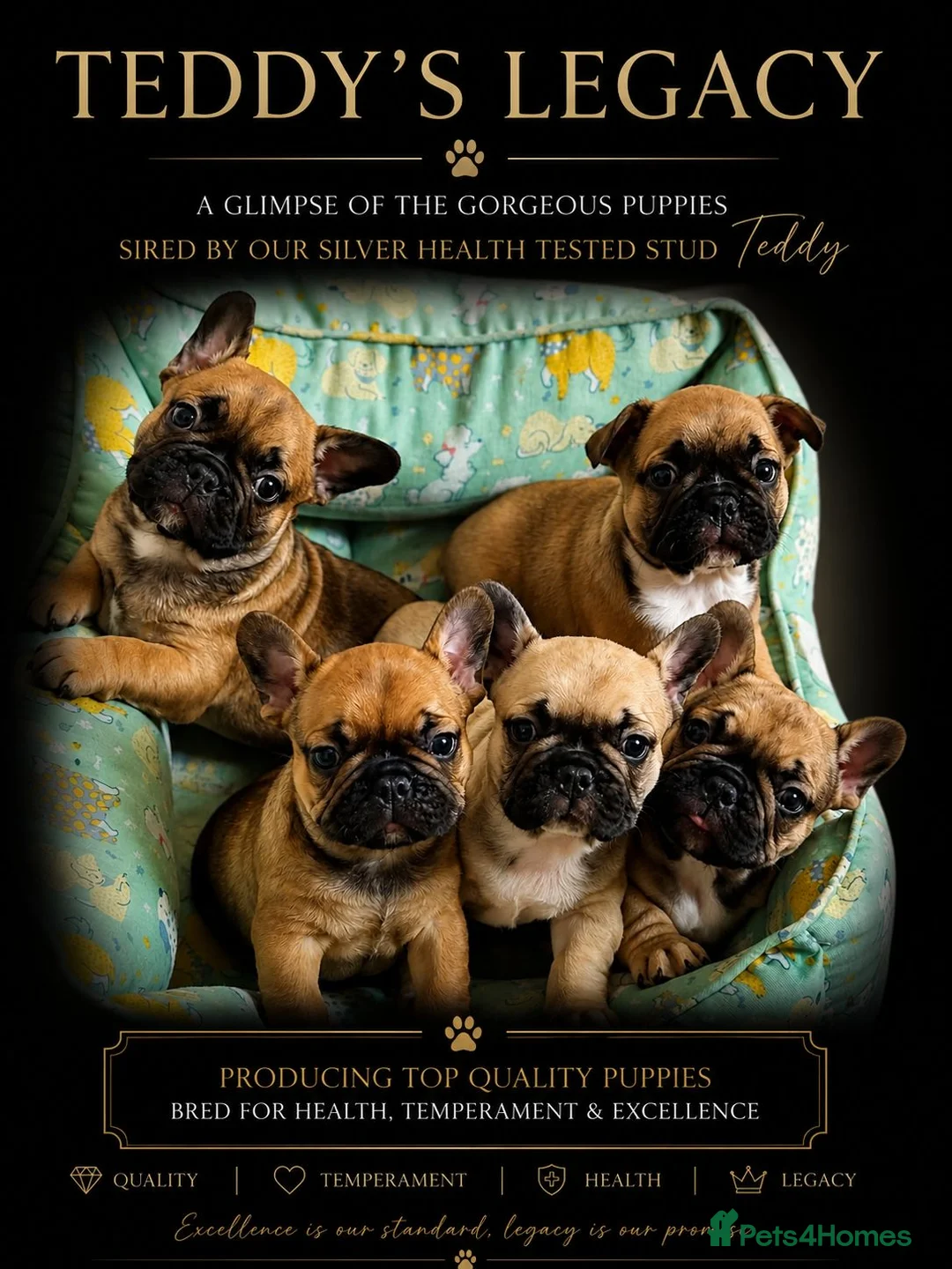 French Bulldog dogs for stud: Standard Fawn French Bulldog Stud. Silver Tested!! - Advert 2