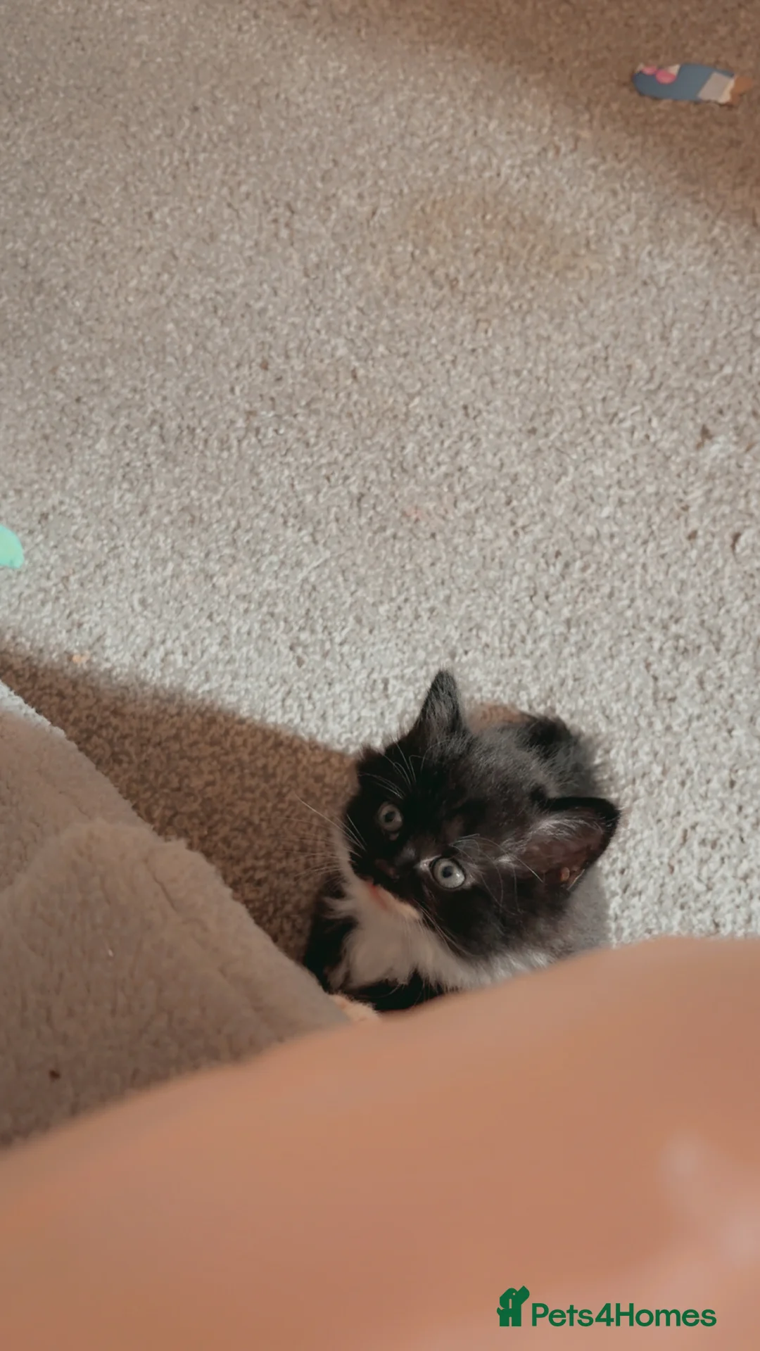 Mixed Breed cats for sale: Beautiful litter of kittens  in Hatfield - Advert 5