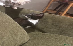 British Shorthair cats for sale: Adorable Tuxedo Kitten – Sweet, Playful & Healthy - Image 2