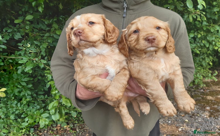 Cocker Spaniel dogs - Advert 9