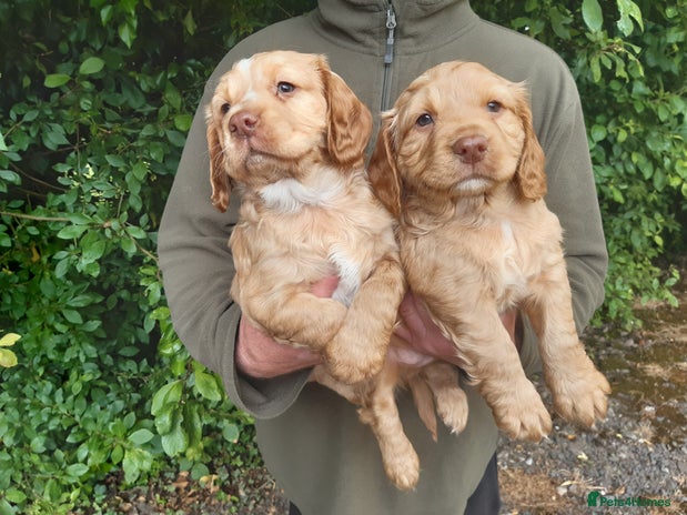 Cocker Spaniel dogs - Advert 5