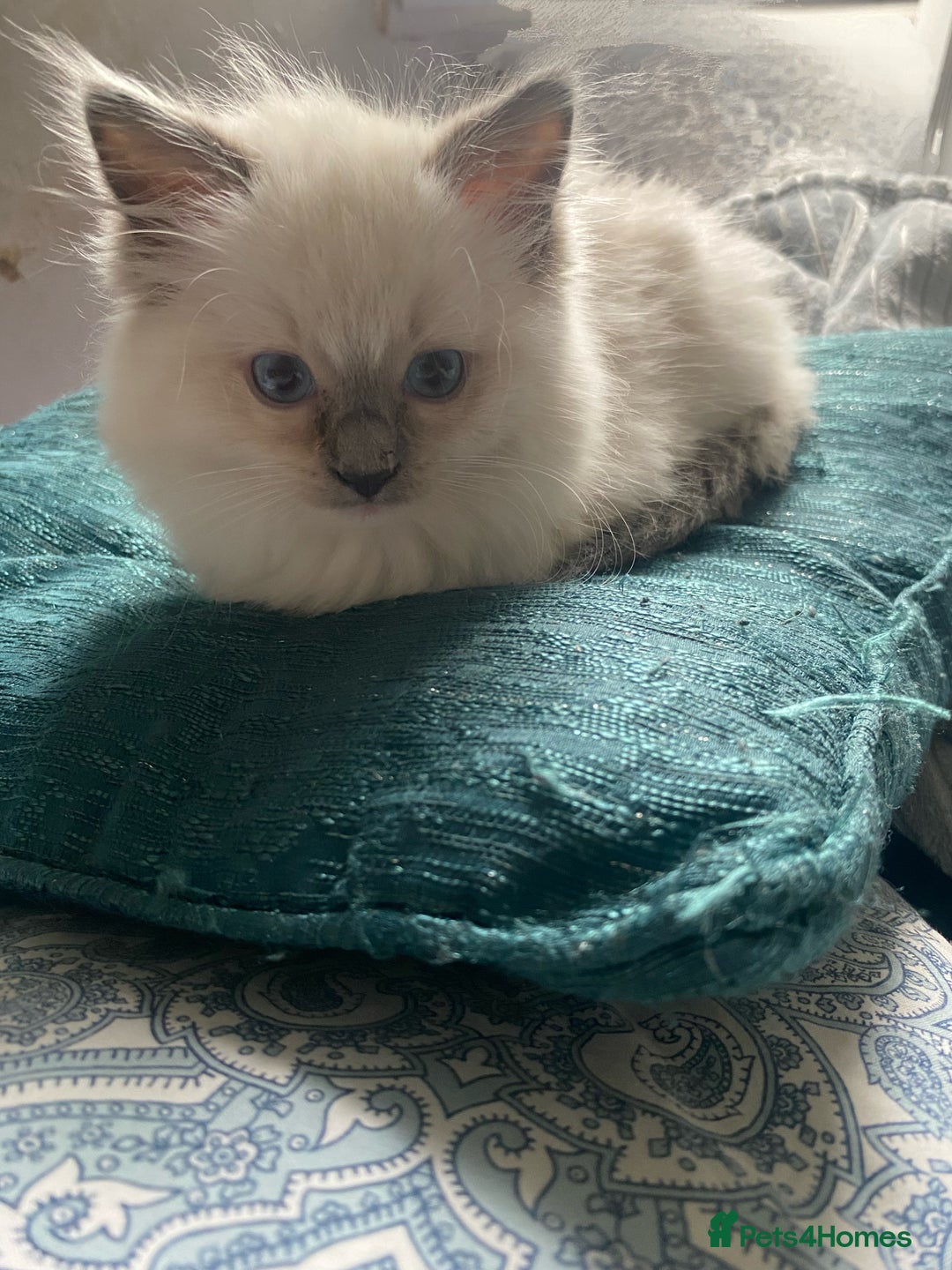Ragdoll cats for sale: GCCF and Tica pedigree ragdolls kittens for sale - Image 8