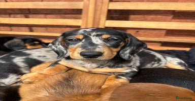 Miniature Dachshund dogs - Advert 4