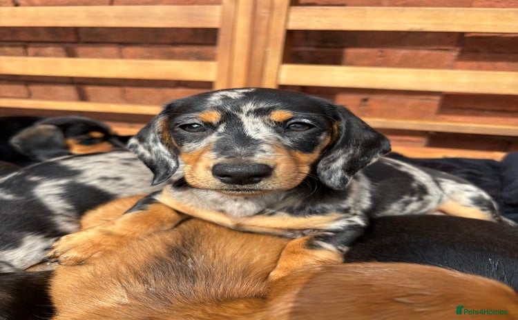 Miniature Dachshund dogs - Advert 2