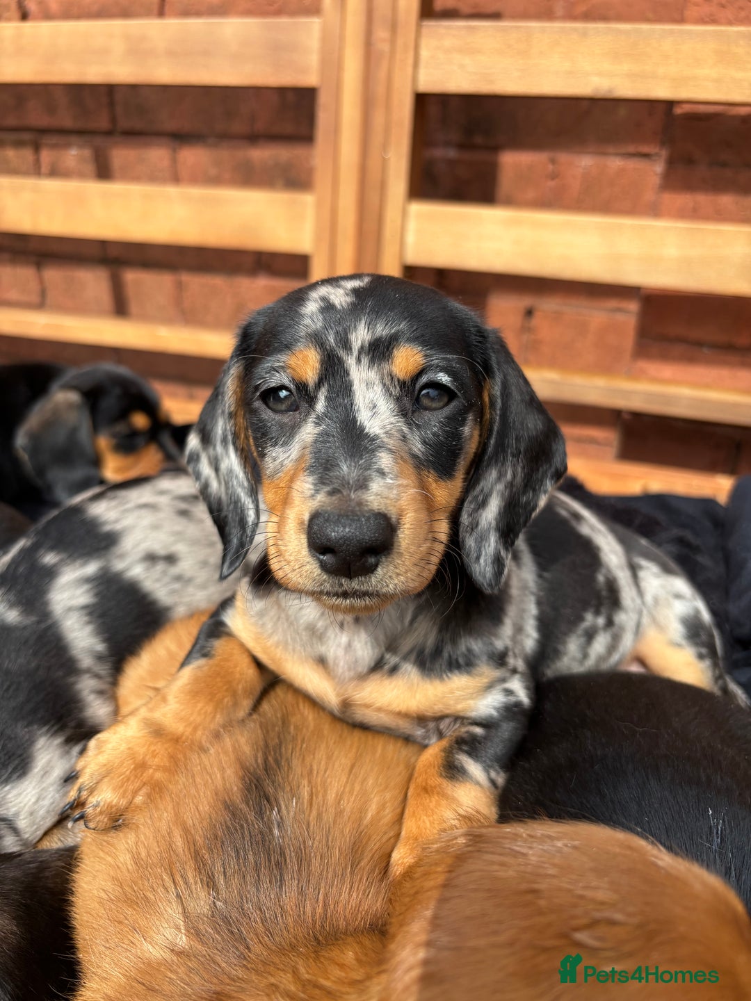 Miniature Dachshund dogs for sale: Miniature long and smooth coated Dachshunds - Image 11