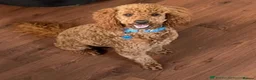 Cavapoo dogs for sale: F1B Cavapoo in Wakefield - Advert 4