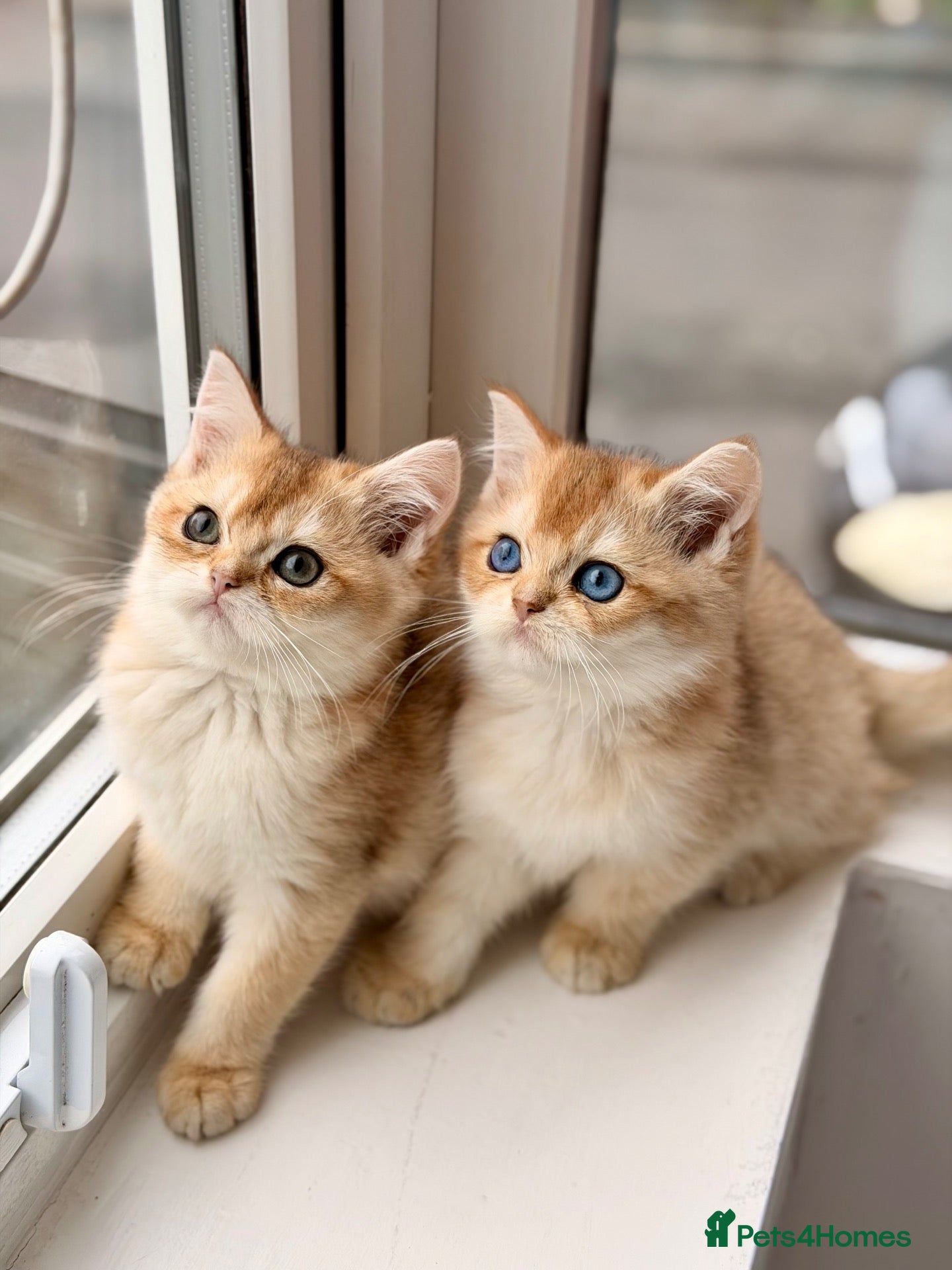 British Shorthair cats 🐾Golden British Shorthair Kittens🐾 - Advert 1