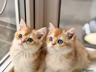 British Shorthair cats 🐾Golden British Shorthair Kittens🐾 - Advert 1