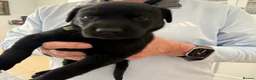 Labrador Retriever dogs for sale: Int. FTCh Champion Pedigree Labrador Puppies - Advert 2
