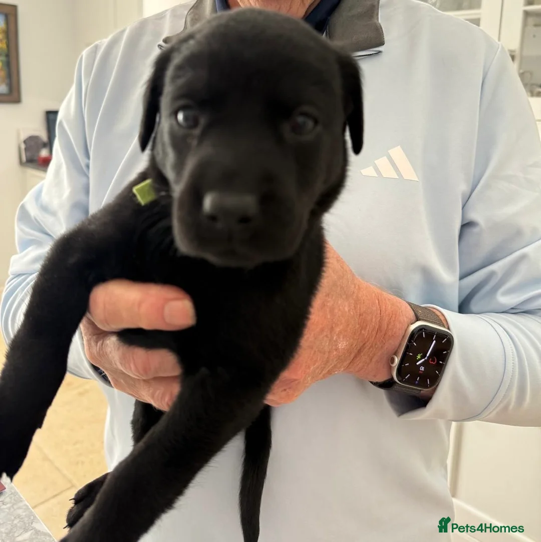 Labrador Retriever dogs for sale: Int. FTCh Champion Pedigree Labrador Puppies - Advert 2