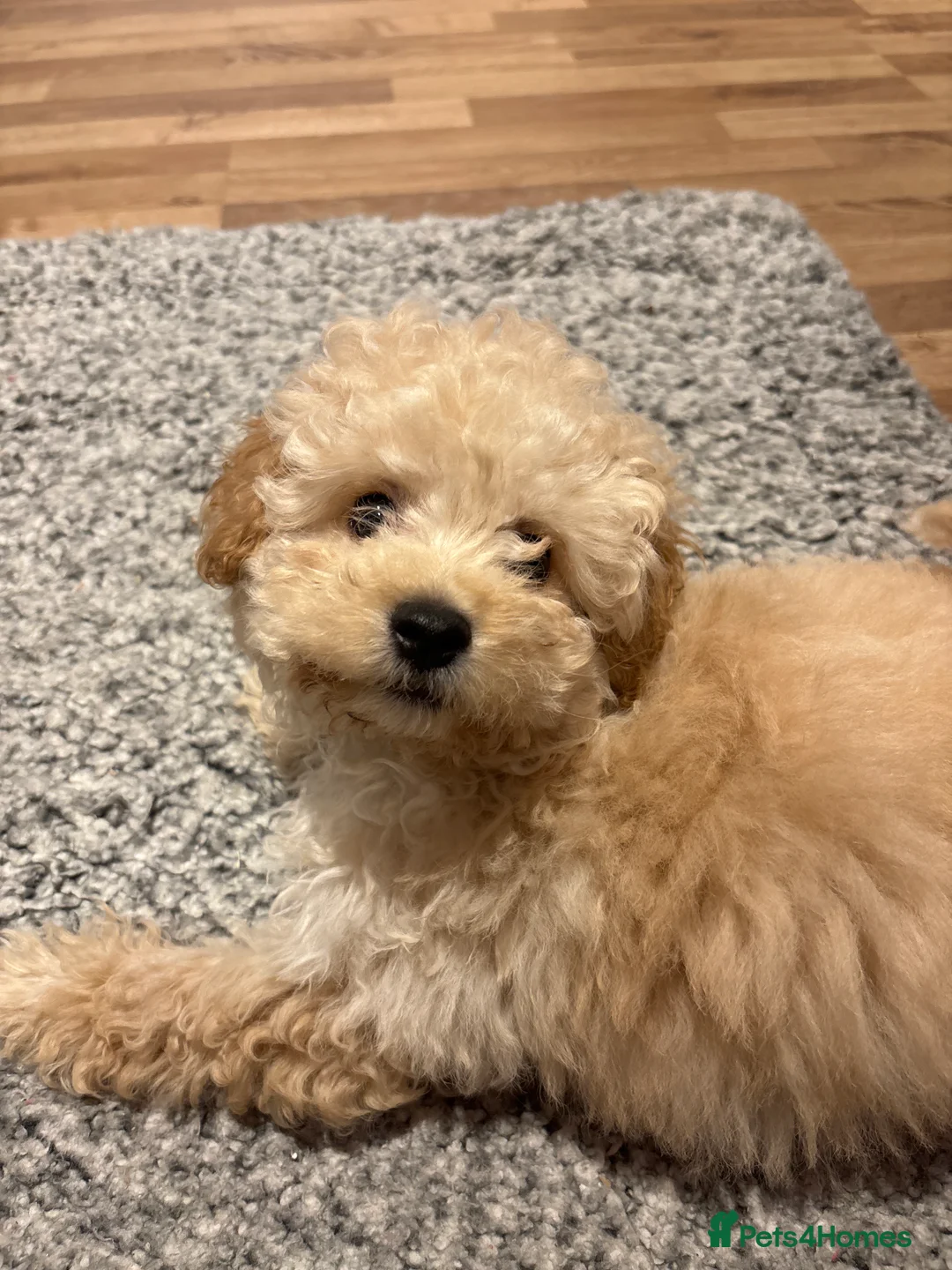 Poochon dogs for sale: Gorgeous male Poochon puppy  - Advert 3