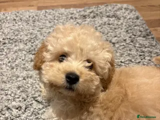 Poochon dogs Gorgeous Male Poochon Puppy - Advert 13