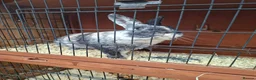Harlequin rabbits for sale: Male Harlequin 2 years in Scunthorpe - Advert 5